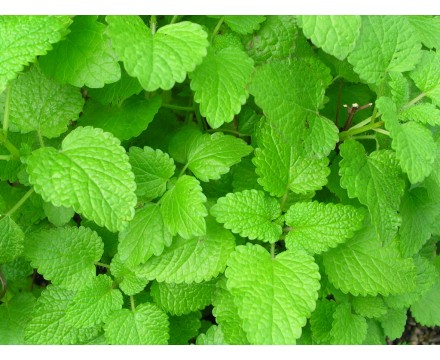 تصویر 3 از بهترین بادرنجبویه خشک ممتاز + قیمت خرید عالی