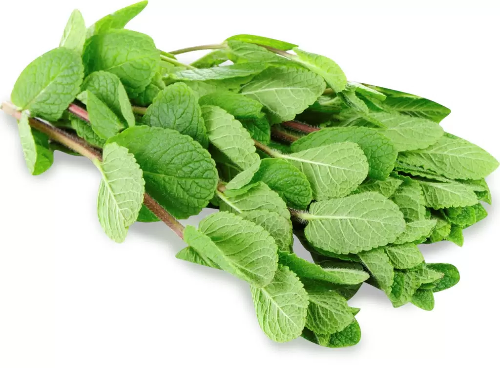 خرید پونه کوهی