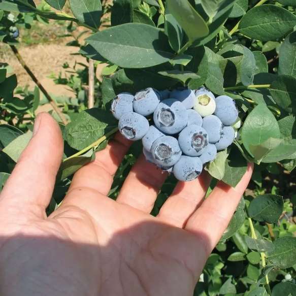 تصویر 1 از فروش نهال بلوبری دو ساله میوه دار + بستر کشت تخصصی
