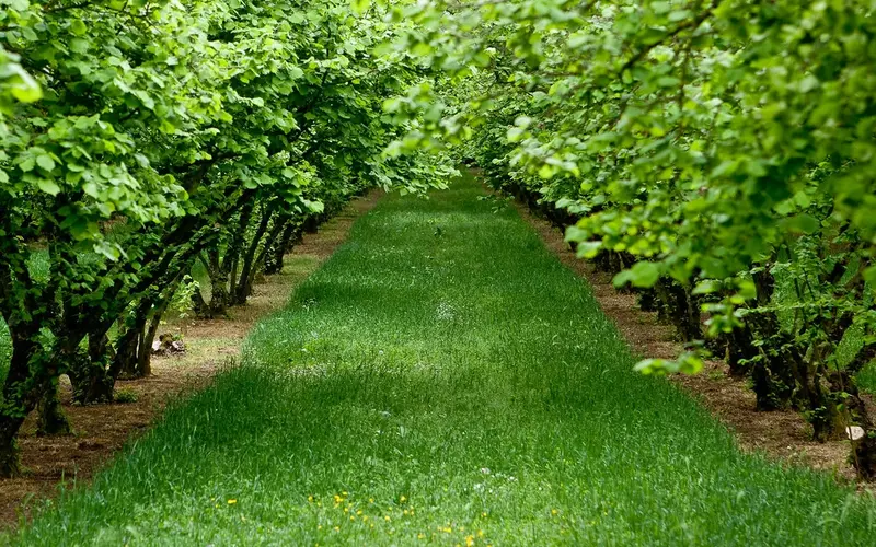 خرید نهال فندق + قیمت فروش استثنایی
