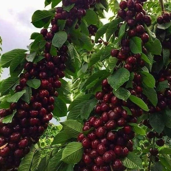 تصویر 3 از خرید و فروش نهال گیلاس + فروش عمده