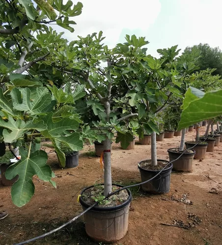 فروش نهال