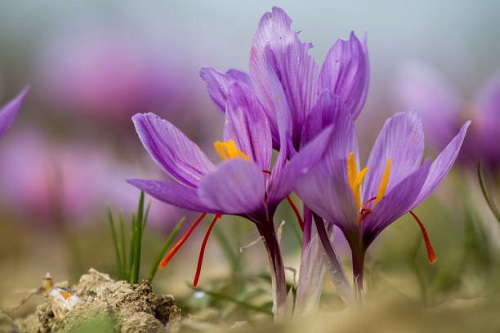 تصویر 1 از فروش زعفران اعلا ایرانی + قیمت خرید به صرفه