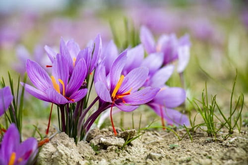 تصویر 3 از فروش زعفران اعلا ایرانی + قیمت خرید به صرفه