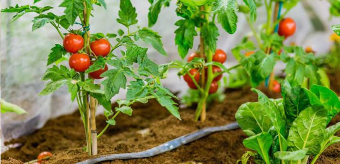 تصویر 3 از قیمت بذر گوجه فرنگی + خرید باور نکردنی