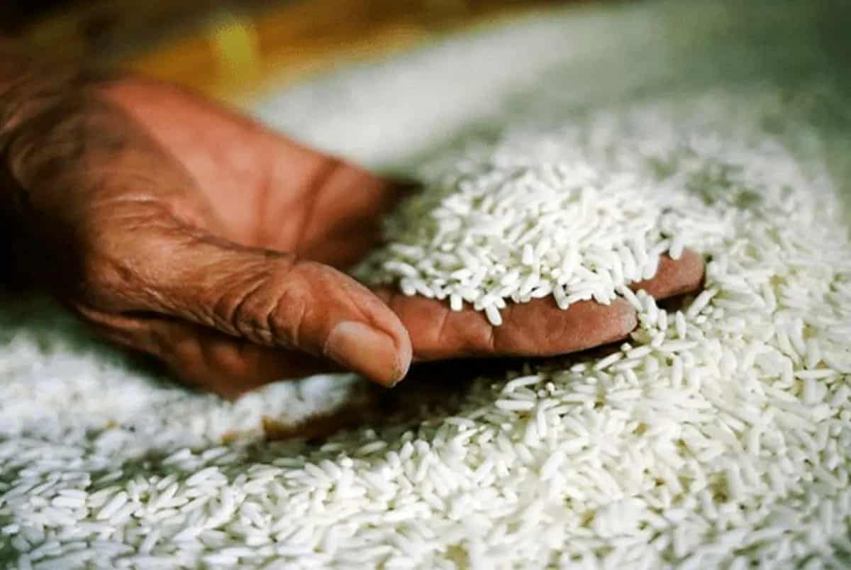 خرید و قیمت برنج طارم کشت دوم + فروش صادراتی