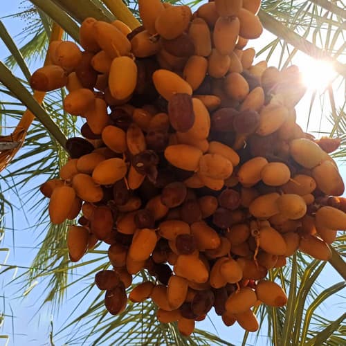 تصویر 1 از خرید عمده خرما کبکاب کارتنی + با کیفیت