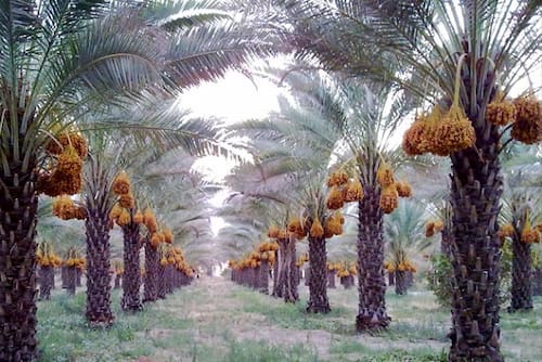 تصویر 1 از قیمت خرما صادراتی بهبهان با کیفیت عالی