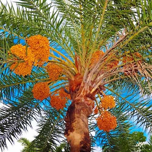 تصویر 5 از قیمت خرما صادراتی بهبهان با کیفیت عالی