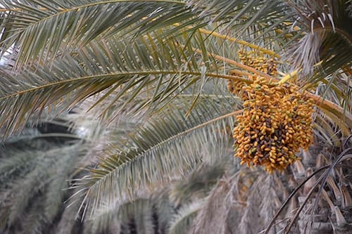 تصویر 2 از خرید و فروش خرما کبکاب خشک با شرایط فوق العاده