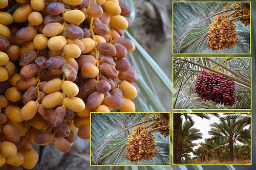 تصویر 3 از خرید و فروش خرما کبکاب خشک با شرایط فوق العاده