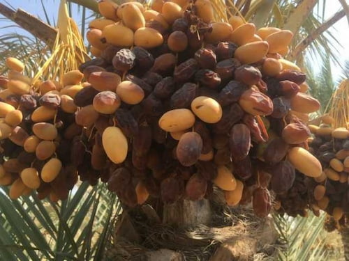 تصویر 2 از خرید و فروش خرمای کبکاب صادراتی بهبهان