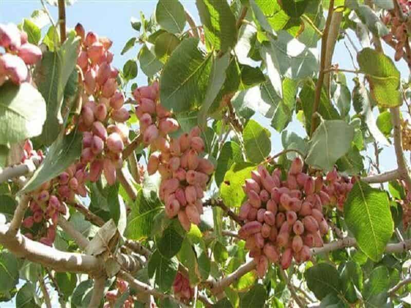 تصویر 1 از فروش پسته خنجری ارگانیک + قیمت خرید به صرفه