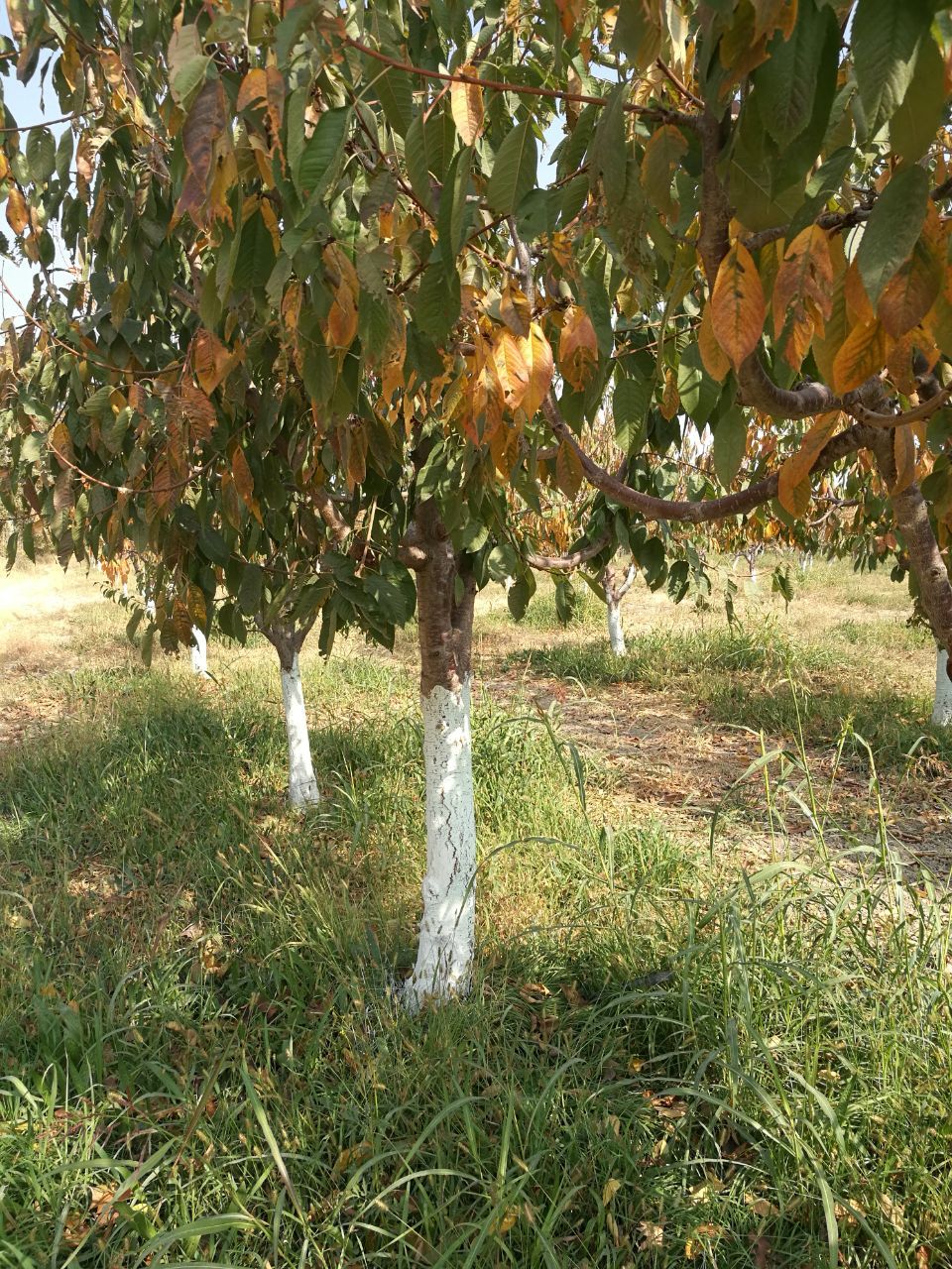 تصویر 1 از خرید مستقیم رنگ محافظ تنه درخت گریز + تولید کننده