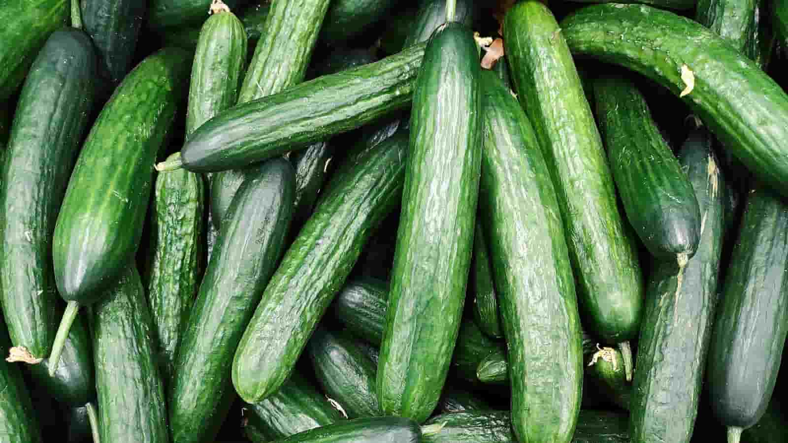 تصویر 2 از قیمت خرید خیار بوته ای شمال با فروش عمده