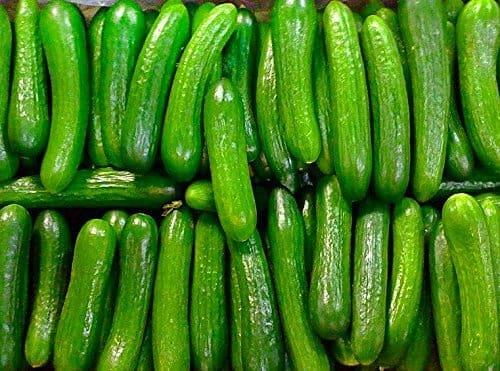 تصویر 3 از قیمت خرید خیار بوته ای بزرگ عمده به صرفه و ارزان