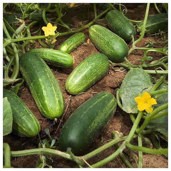 تصویر 1 از خرید و قیمت انواع خیار بوته ای کیلویی