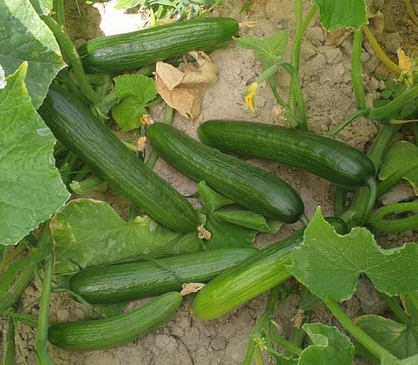 تصویر 4 از خرید خیار چنبر درختی + بهترین قیمت