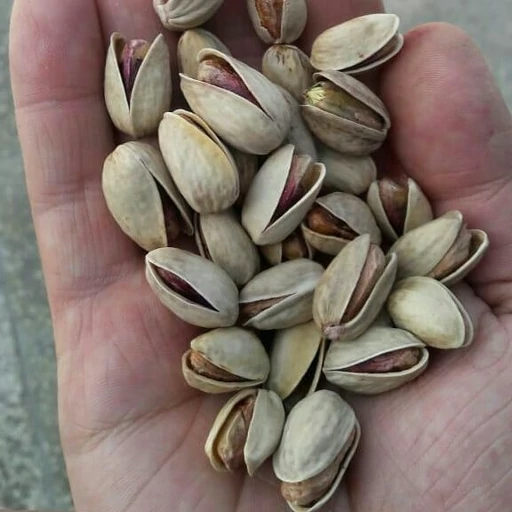 تصویر 5 از قیمت پسته شاه پسند کله قوچی با کیفیت ارزان + خرید عمده