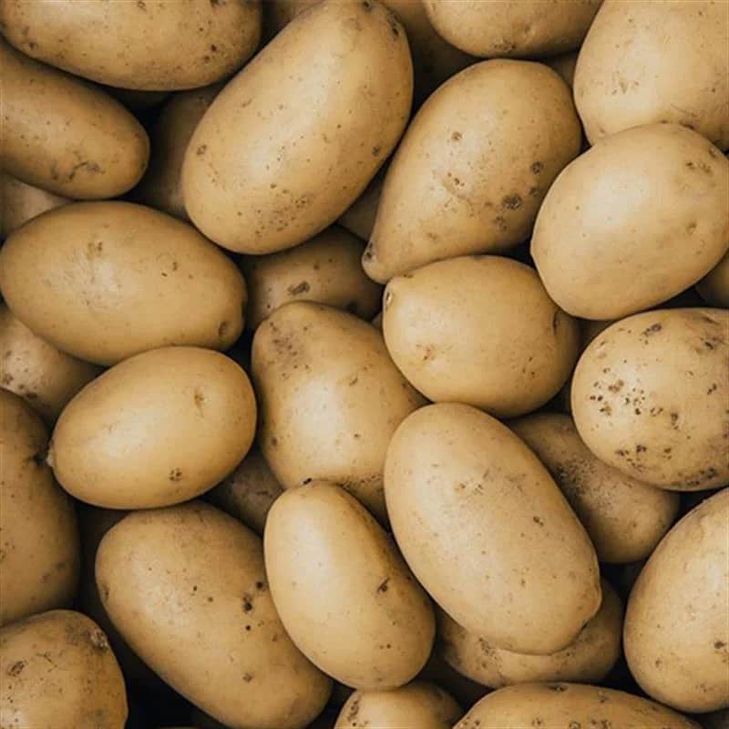 تصویر 4 از خرید و قیمت سیب زمینی گلستانی + فروش عمده