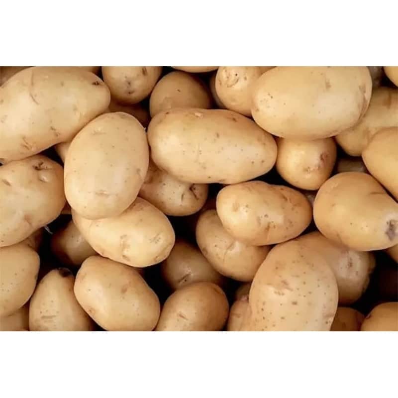 تصویر 3 از خرید و قیمت سیب زمینی طارمی + فروش عمده