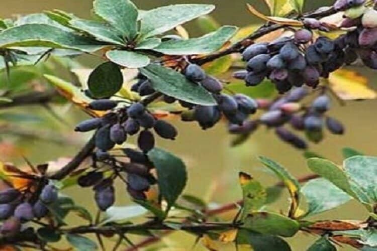 تصویر 3 از خرید و فروش زرشک کوهی اعلا  با شرایط فوق العاده