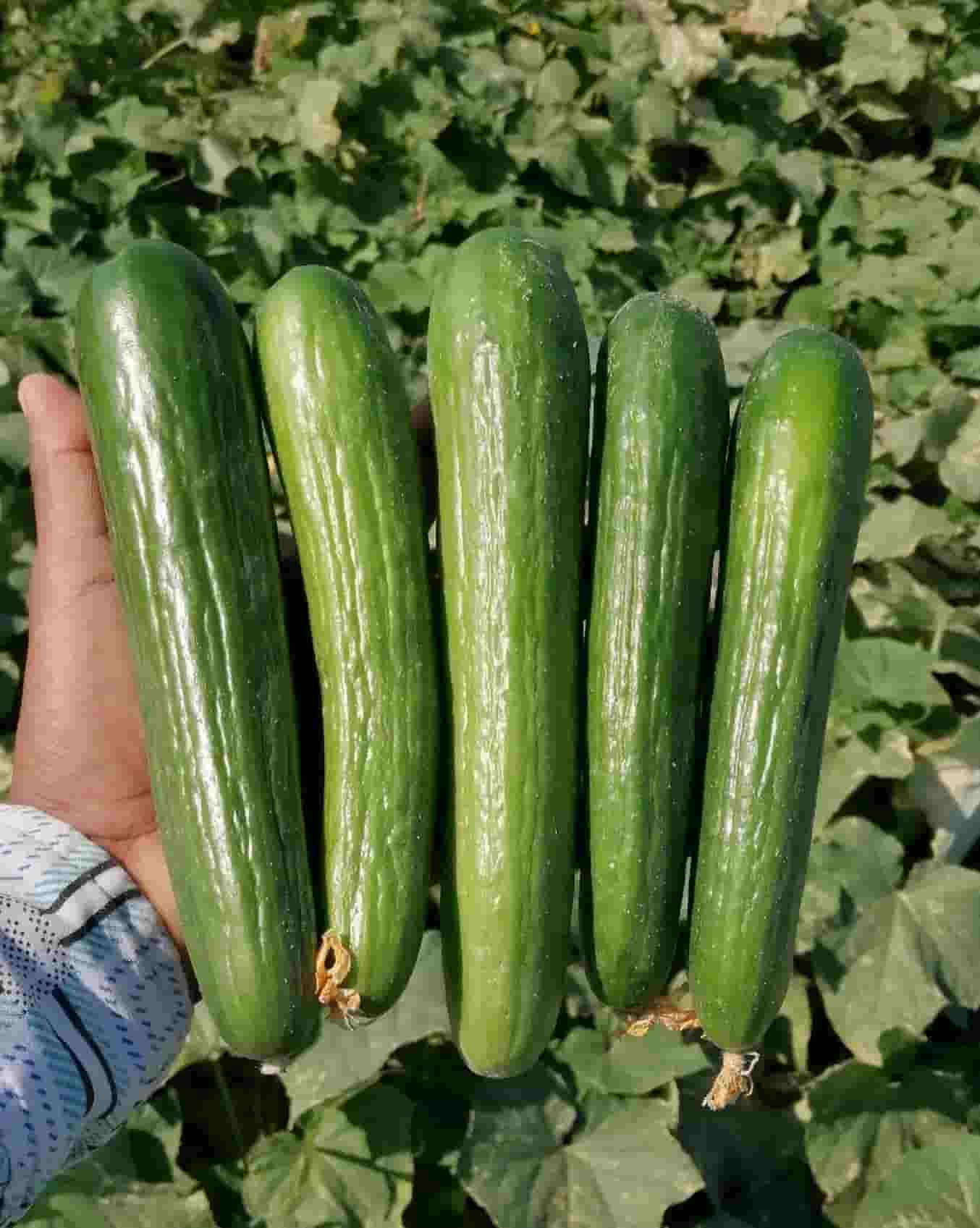 تصویر 3 از قیمت و خرید خیار سبز درختی + فروش ارزان