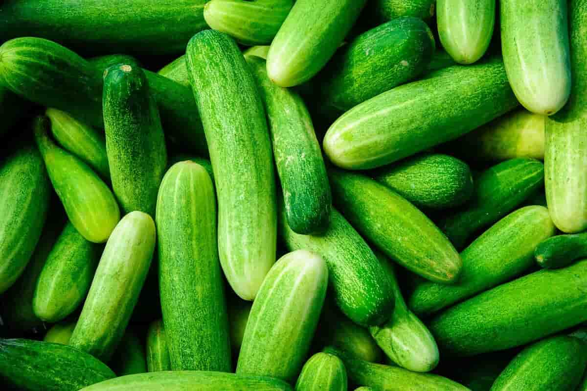 تصویر 2 از قیمت و خرید خیار درختی ناگین + فروش ارزان