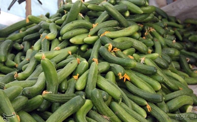 تصویر 3 از بهترین خیار درختی گیلان + قیمت خرید عالی