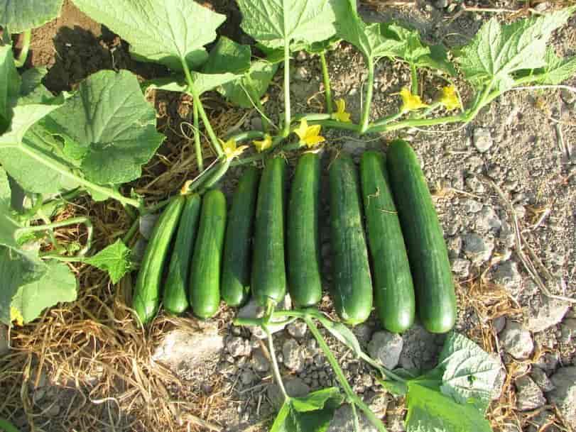 تصویر 2 از قیمت خیار بوته ای ریز + خرید باور نکردنی