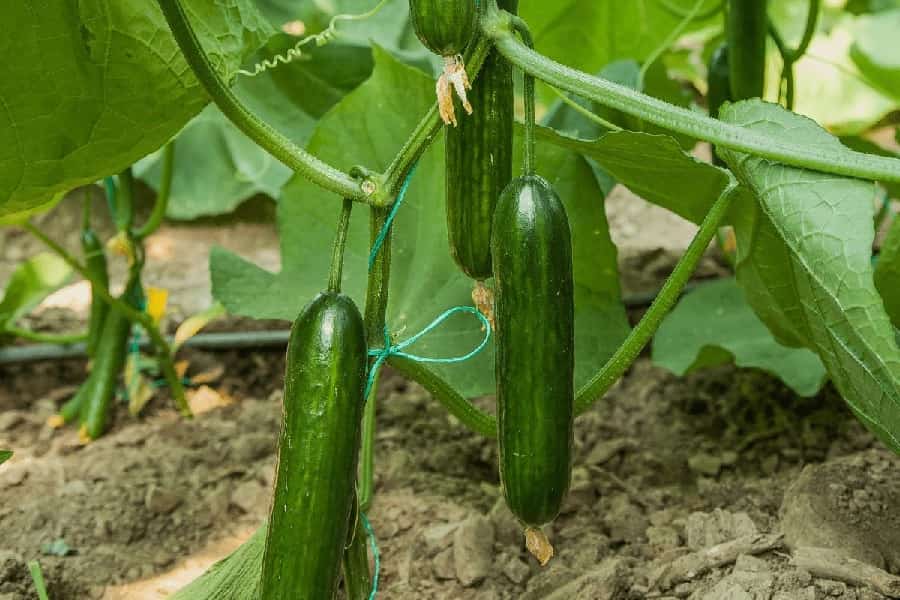 تصویر 2 از خرید و فروش خیار بوته ای خاردار با شرایط فوق العاده
