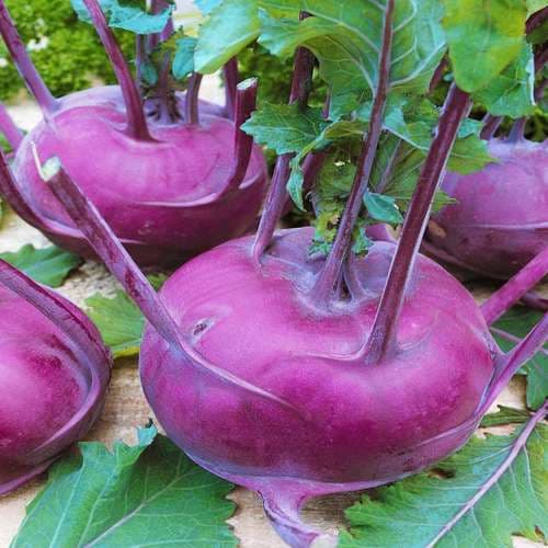 تصویر 4 از خرید کلم قمری قرمز تازه + فروش صادراتی