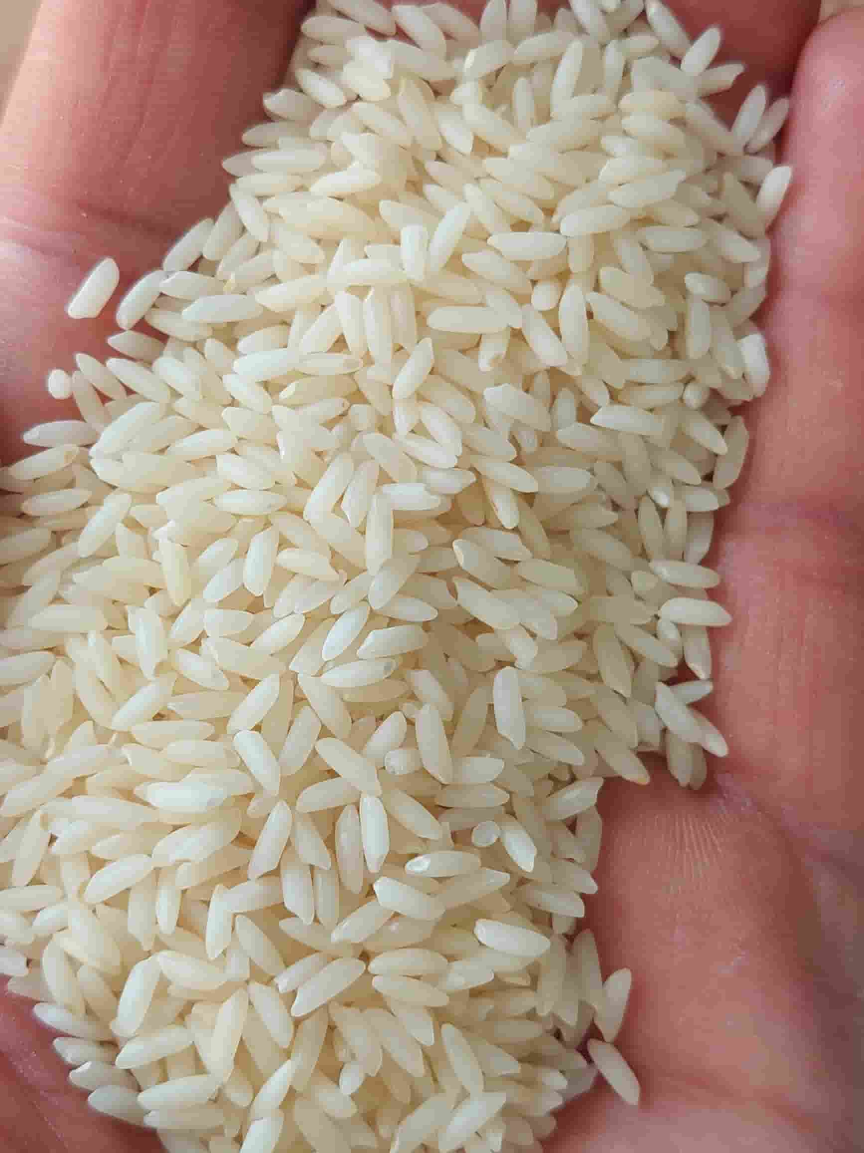 تصویر 2 از قیمت خرید برنج هاشمی دم سیاه با فروش عمده