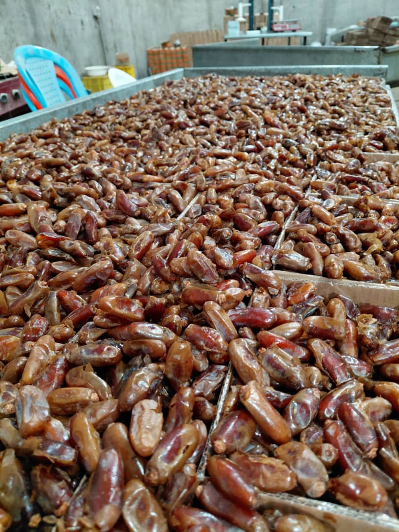 تصویر 5 از خرید انواع خرما شاهانی عالی قیمت مناسب صادرات به کشور عراق