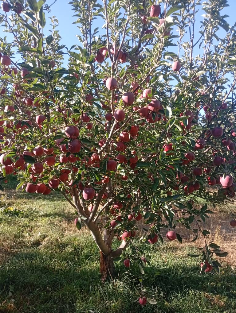 تصویر 2 از خرید فروش سیب قرمز کوهستانی منطقه آذربایجان