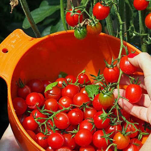 تصویر 1 از توزیع رب گوجه فرنگی اعلا + فروش عمده