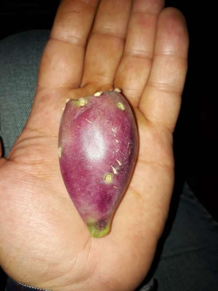 تصویر 1 از تولید و فروش میوه کاکتوس صادراتی انگلمانی + بسته بندی طبق سفارش