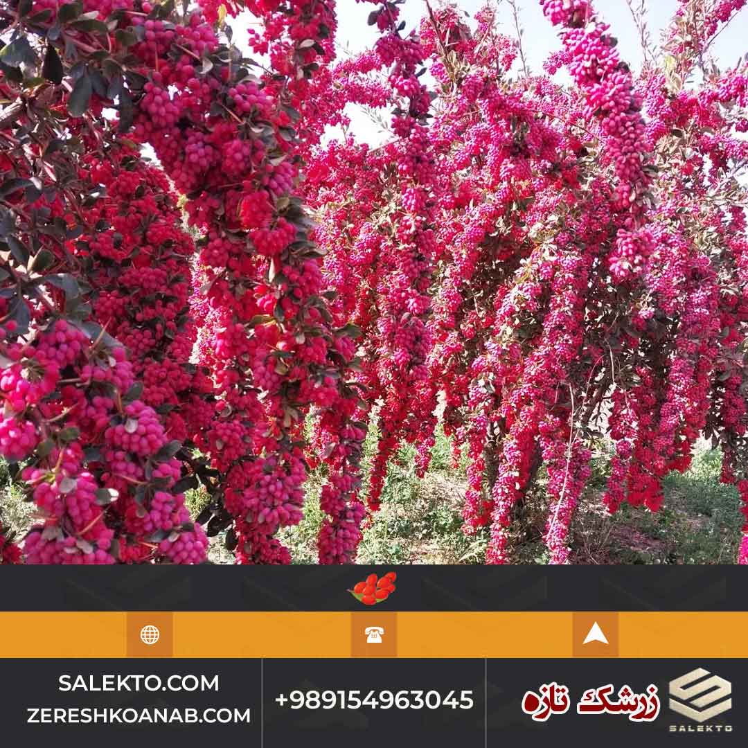تصویر 1 از خرید زرشک تازه و ارگانیک قاینات مناسب آبمیوه و مربا