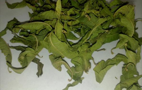تصویر 2 از قیمت عمده بادرنجبویه برگ صادراتی + آرامش، عطر و کیفیت با برند روناکو