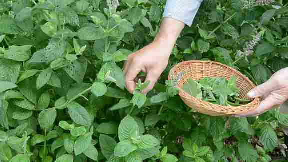 تصویر 4 از قیمت عمده بادرنجبویه برگ صادراتی + آرامش، عطر و کیفیت با برند روناکو