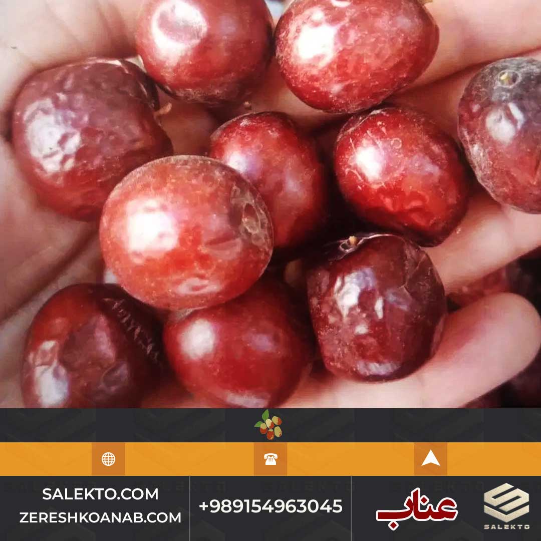 تصویر 4 از عناب درشت خراسان با خواص دارویی و تقویت سیستم ایمنی