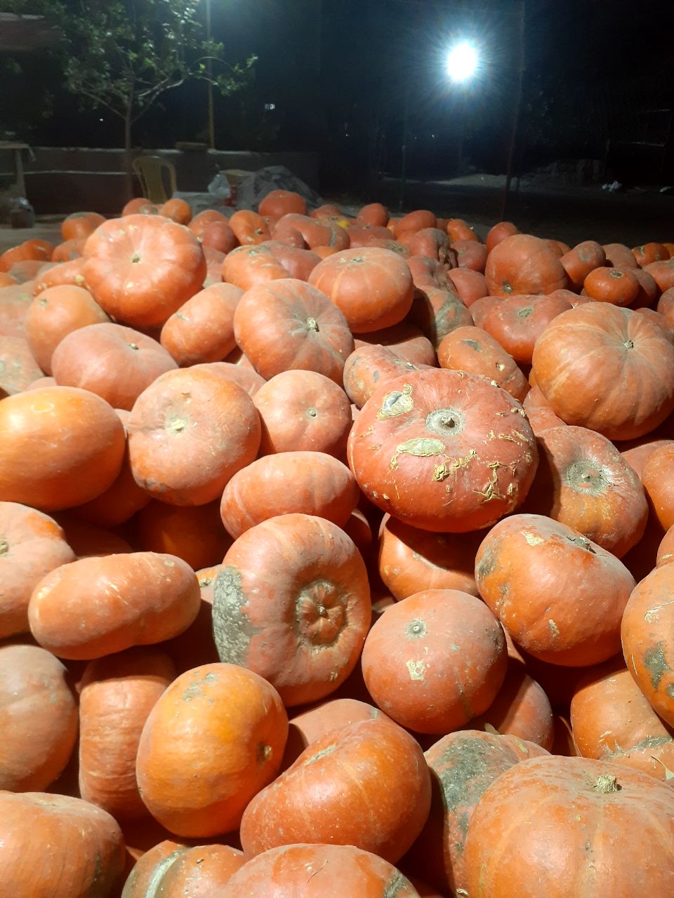کدو تنبل