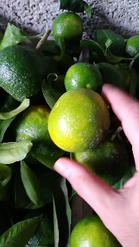 فروش نارنگی ژاپنی سبز رنگ به طور مستقیم از کشاورز