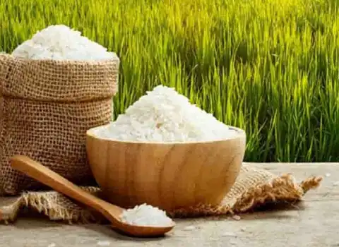 فروش برنج عنبر بو امسال انتخاب خوش سلیقه‌ ها