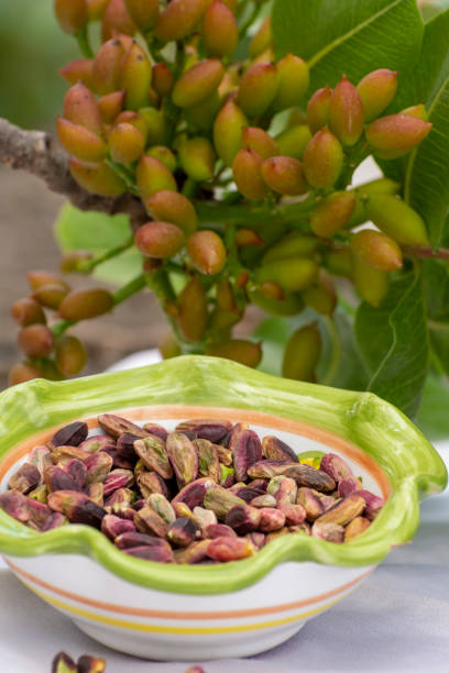 تصویر 4 از قیمت مغز پسته مرغوب