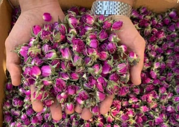 تصویر 4 از قیمت خرید غنچه گل محمدی خشک شده + فروش ویژه