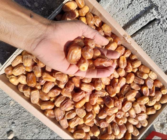 خرید انواع خرما زاهدی خشک داخلی صادراتی زیر قیمت بازار