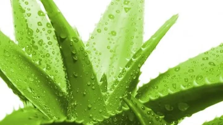 تصویر 1 از خرید و فروش گیاه آلوئه ورا کوهی با شرایط فوق العاده
