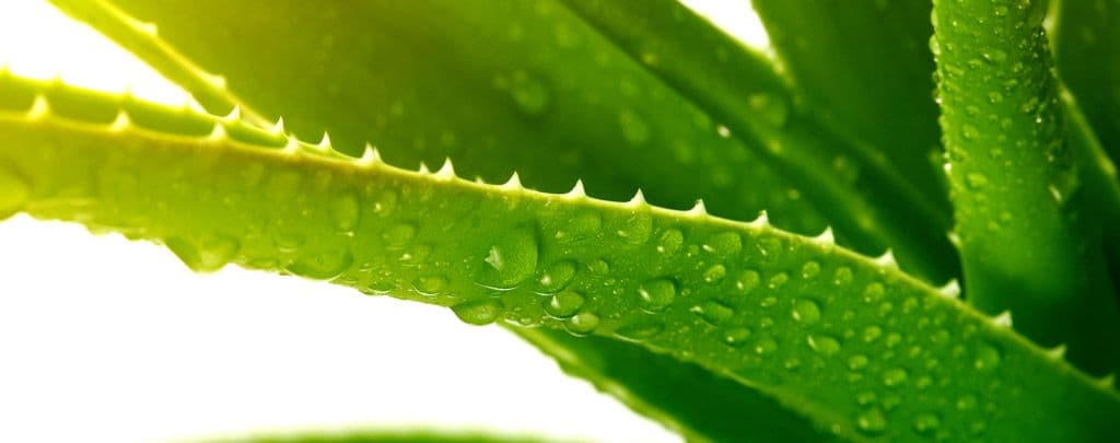 تصویر 5 از قیمت خرید آلوئه ورا اصل عمده به صرفه و ارزان