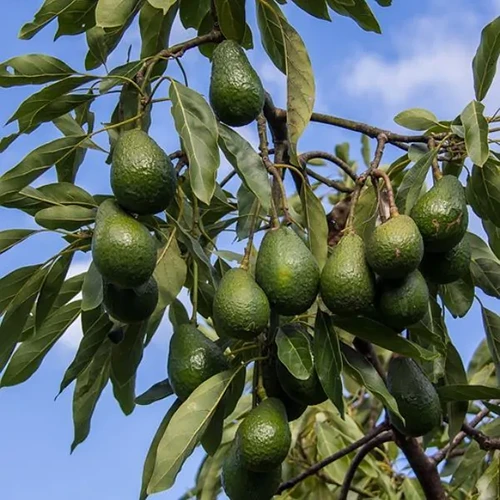 تصویر 2 از قیمت آووکادو داخلی در بازار عمده + فروش آووکادو کیفیت بالا